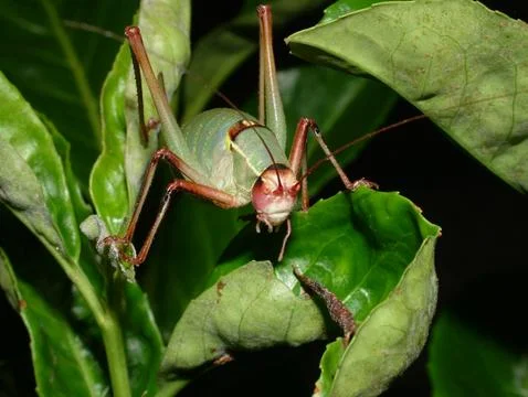 Locust on leaf Foto stock