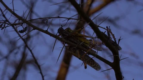 Locust mating shot in 4k. Insects mating Video stock 146881409