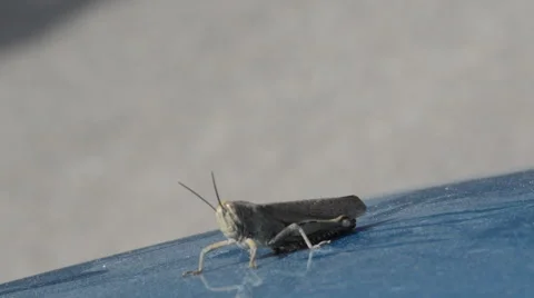 Locust Moves Slowly 库存影片 41305750