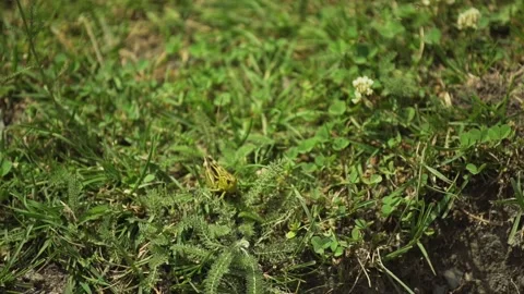 Locust in nature in slowmotion Stock Footage 141952260