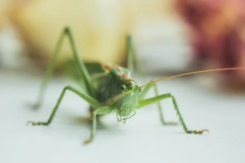 Locust or grasshopper on a white table close-up on a blurred background. live Stock Photos