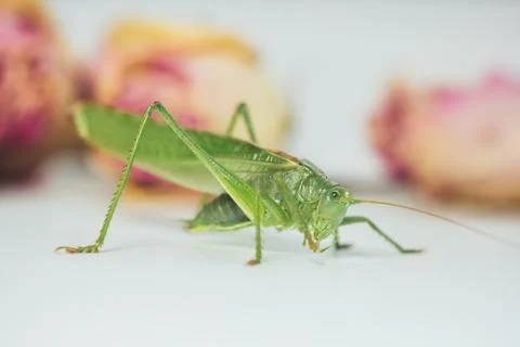 Locust or grasshopper on a white table close-up on a blurred background. live Stock Photos