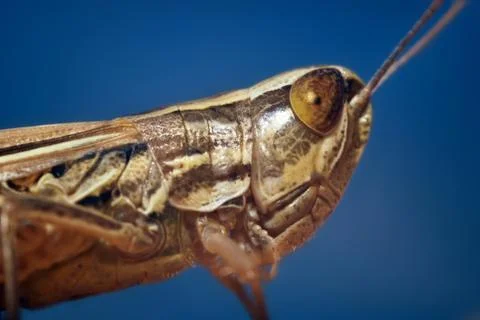 Locust Stock Photos