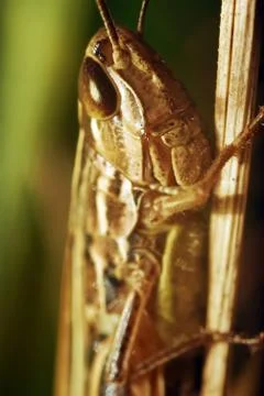 Locust Foto stock