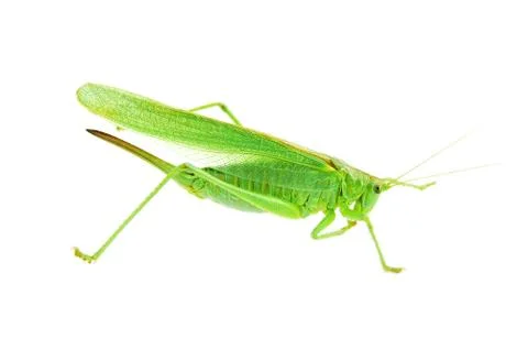 Locust Stock Photos