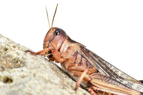 Locust Stock Photos