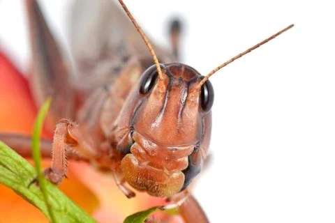 Locust Stock Photos