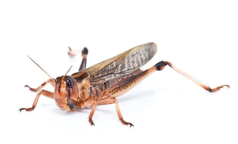 Locust Stock Photos