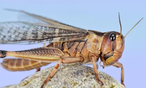 Locust Stock Photos