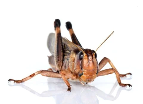 Locust Stock Photos