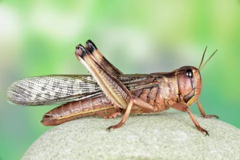 Locust Stock Photos