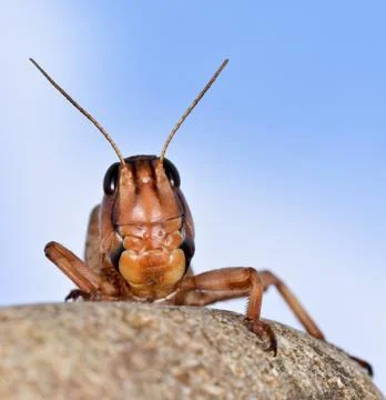 Locust Stock Photos