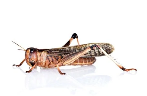 Locust Stock Photos