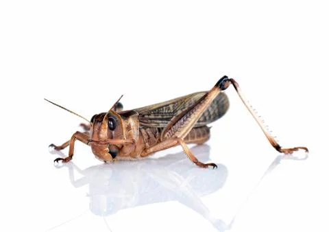 Locust Stock Photos