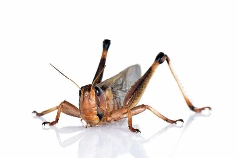 Locust Stock Photos