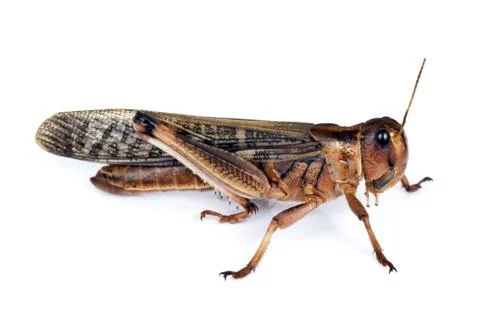 Locust Stock Photos