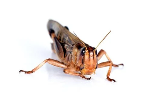 Locust Stock Photos