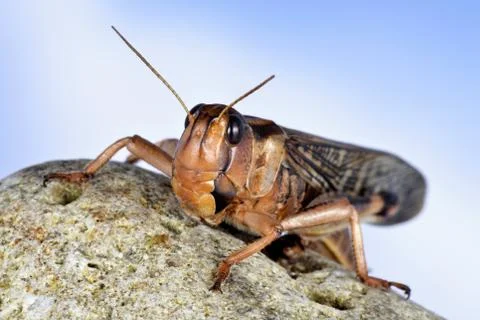 Locust Stock Photos