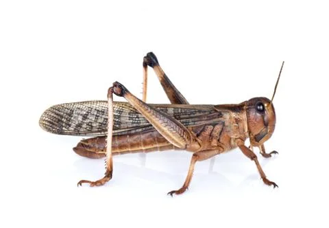 Locust Stock Photos