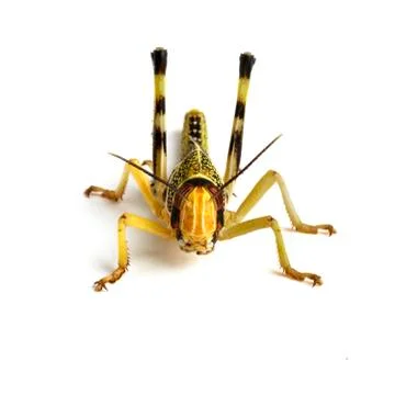 Locust Stock Photos