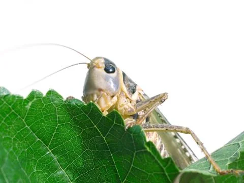 Locust. Stock Photos
