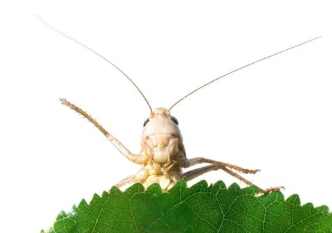 Locust. Stock Photos