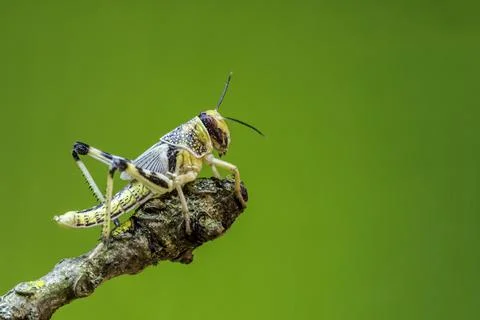 Locust Stock Photos