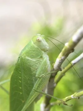 Locust Stock Photos