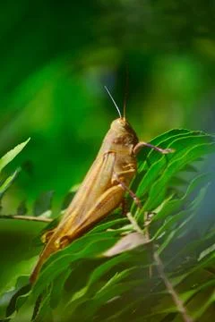 Locust Stock Photos