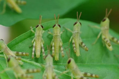 Locust plague Stock Photos