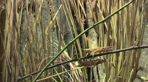 Locust Plagues Insects Eating In A Field Of Crops Waking Over And Under Stock Footage 22192563