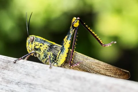 Locust portrait macro Stock Photos