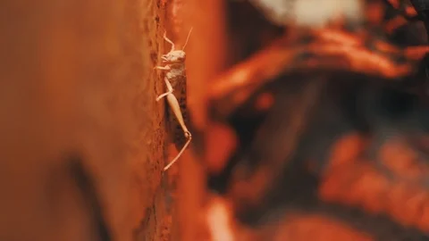 Locust in red laboratory light Stock Footage 96417567
