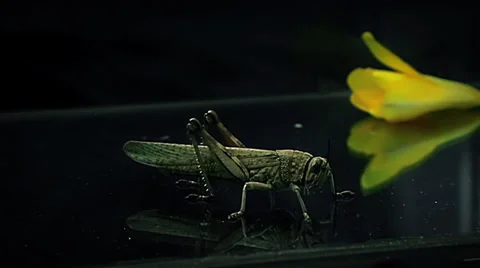 Locust on a reflective floor Vidéo 36781559