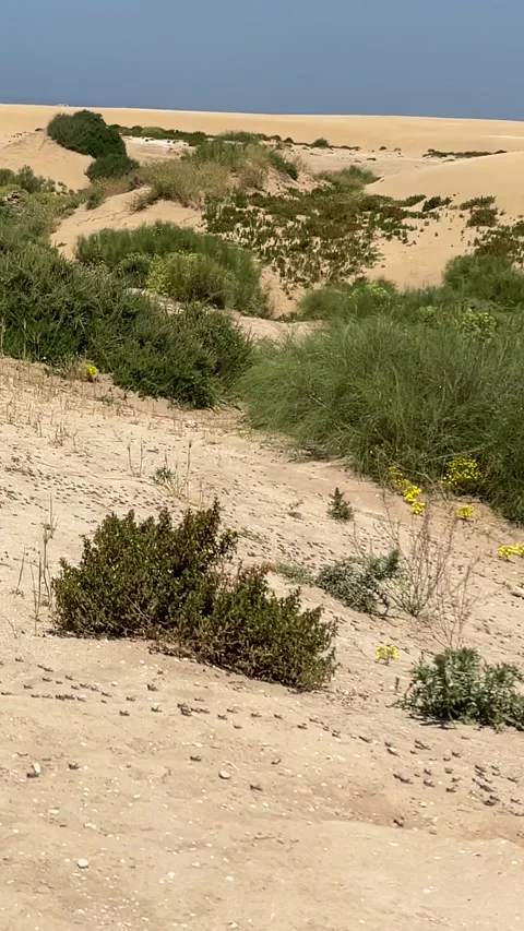Locust Sahara Stock Footage 333581052