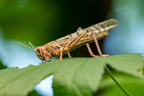 Locust from side eating a leaf Stock Photos