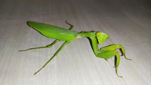 Locust side view Stock Photos