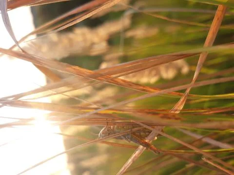 Locust sits on grass 写真素材
