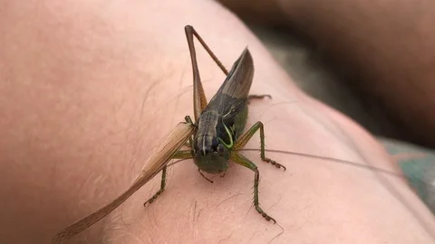 Locust sitting on hand Stock Footage 119078787