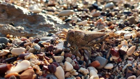 Locust is sitting on pebbles trying not to attract attention, close up Video stock 220815770