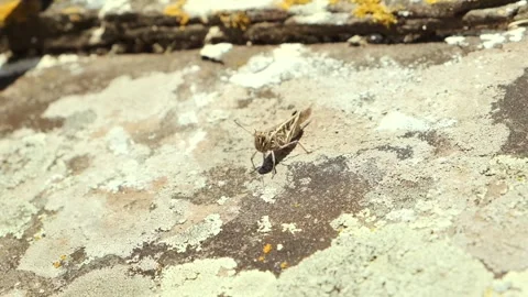 Locust Is Sitting On A Rocky Ledge Close Up. Stock Footage 259327681