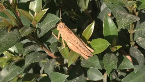 Locust sitting on a syzygium tree Stock Footage 98413635