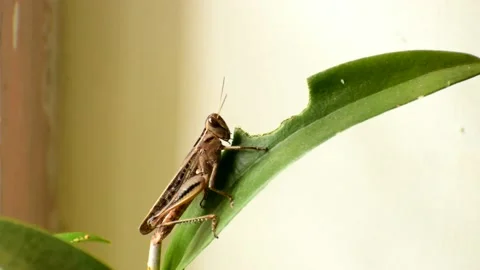 Locust swarm or short horned grasshopper eating a full leaf of a plant Stock Footage