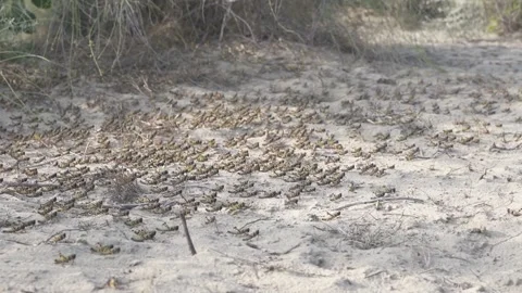 Locust in Tharparker Desert Video stock 136507927