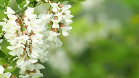 Locust tree blossom in spring Stock Footage 154849653