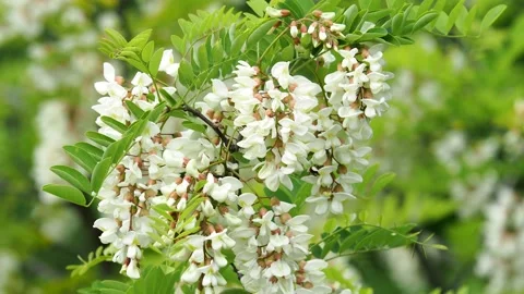 Locust tree blossom in spring Stock Footage 154911788