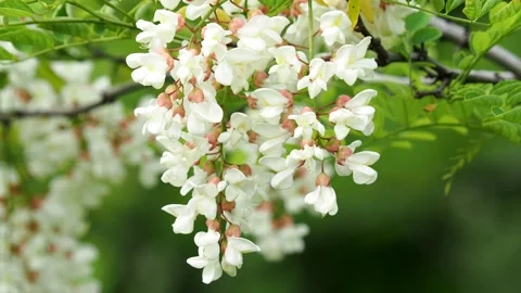 Locust tree blossom in spring Stock Footage 155107057