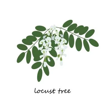 Locust tree, false acacia flower Stock Illustration
