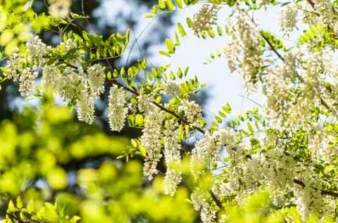 Locust tree flowers Foto stock