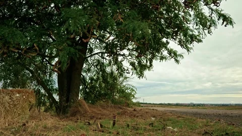 Locust Tree Growing beside Rural Country Road 1 Stock Footage 346701217